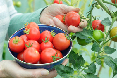 BDSresolve f1 tomato seeds, hybrid tomato seeds Seed(105 per packet)