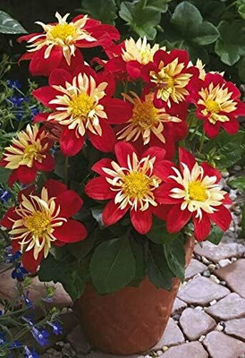 Qualtivate HUA-11 Mix Dahlia Pompon Flower Seeds Seed(50 per packet)