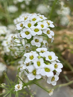 Lorvox Hybrid Sweet Allysum Seed(70 per packet)