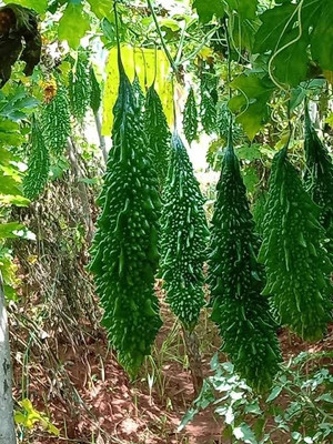 BSARKAR bitter gourd seed Seed(20 per packet)