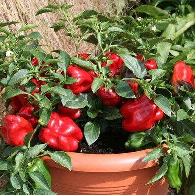 Aywal HYBRID F1 PREMIUM QUALITY RED COLOR CAPSICUM/SHIMLA MIRCH Seed(340 per packet)