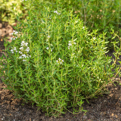 VibeX ® RXI-45 Organic English Thyme Seeds Seed(200 per packet)