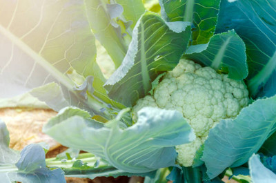 xcentax white cauliflower,gobhee seeds Seed(35 per packet)