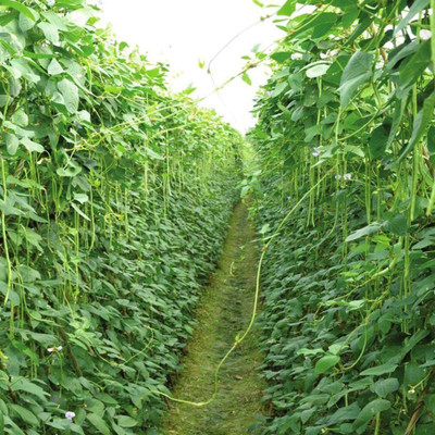 CYBEXIS Hybrid Long Bean Seeds400 Seeds Seed(400 per packet)