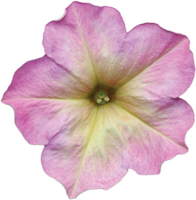 CYBEXIS XL-97 - Dusty Rose Hybrid Petunia - (60 Seeds) Seed(60 per packet)