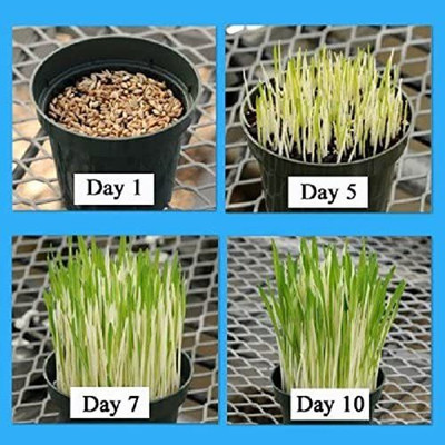 VibeX LX-98 - Premium Hard Red Winter Wheat - (7500 Seeds) Seed(7500 per packet)