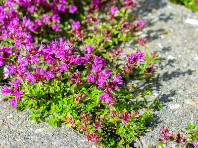 VibeX VXI-36 - Creeping Thyme Ground Cover - (1350 Seeds) Seed(1350 per packet)