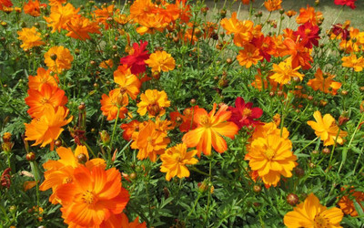 Lorvox Double Click Cranberries' Seeds. Cosmos Cranberries Seed(28 per packet)