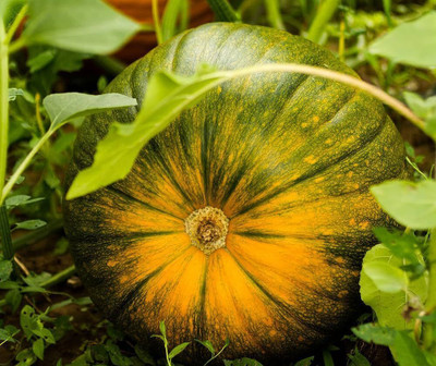 Bula Plant House hybrid pumpkin seeds for farming/pumpkin seed 12 Seed(12 per packet)