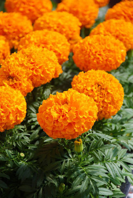 Pihu Enterprises marigold/gende ka phool flower seeds Seed(50 per packet)