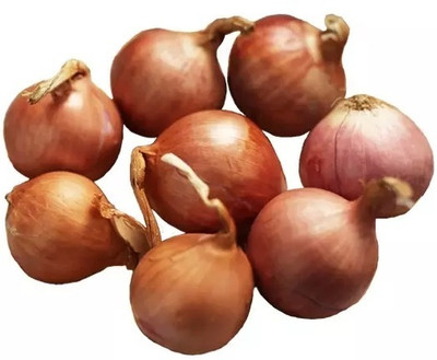Quentova Onion Yellow Onion Shallot-VISHVA-3B Seed(200 per packet)