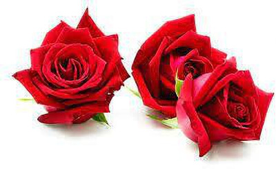 greenfarm Fragrant Rose Flower Seeds Gulab Seeds Pure Organic ( 145 seeds) s87 Seed(145 per packet)