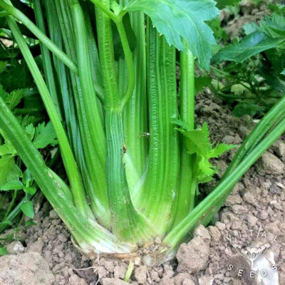 CYBEXIS LX-64 - Tall Utah Celery - (250 Seeds) Seed(250 per packet)