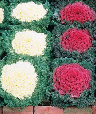 Aywal Ornamental Cabbage / kale Mix Heirloom Flower Seed(130 per packet)