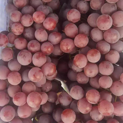 PASCLE Red Globe, Flame Grapes Seed(50 per packet)