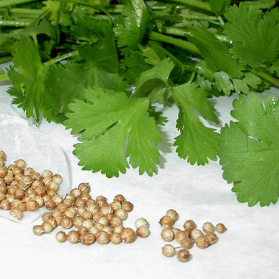 PRASEED Coriander -Calypso slow bolt Seed(120 per packet)
