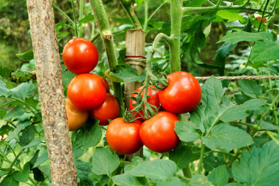 Kodali Hybrid F1 Tomato Seeds Pack Of 67 Seed(67 per packet)
