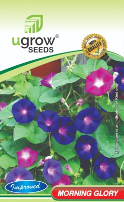 GARDENIFY INDIA GARDENIFY INIDA MORNING GLORY ESSENTIAL OIL BLEND MORNING GLORY SEEDS & FLOWER Seed(40 per packet)