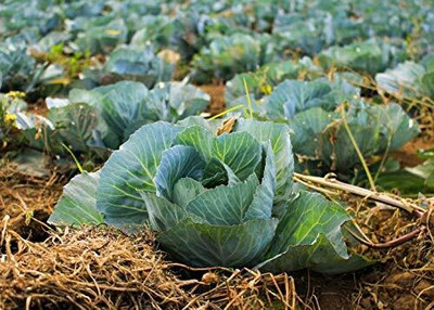 Aywal Vegetables Cabbage Seed(500 per packet)