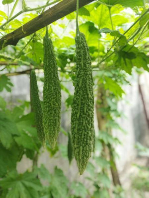 Kodali Hybrid F1 Bitter Gourd Seeds Pack Of 30 Seed(30 per packet)