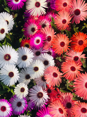 VibeX Ice Plant Mixed Color Seeds(60 Seeds) Seed(60 per packet)
