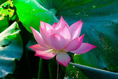 Ganpati Lotus Seed(11 per packet)