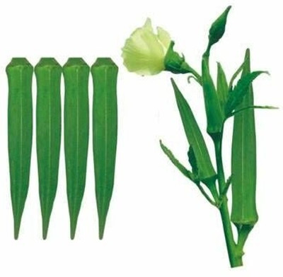 Aywal Summer Vegetable Okra - Hibiscus esculentus Seed(450 per packet)