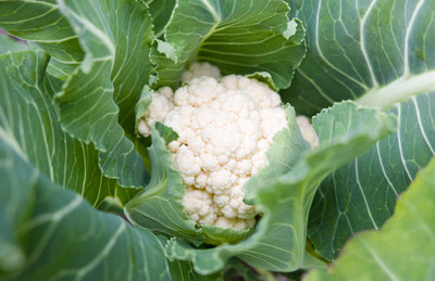Edison white cauliflower,gobhee seeds Seed(14 per packet)