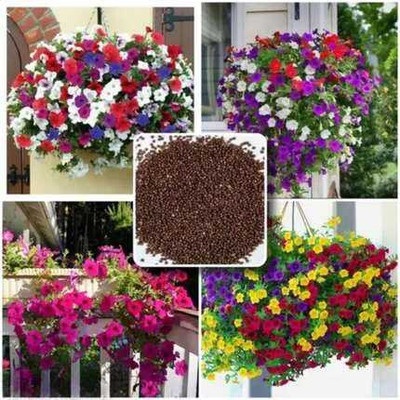 SEMINA VITA live petunia star flower seed Seed(200 per packet)