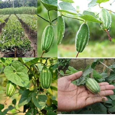 ibains Parwal potol seeds plant 47 Seed(47 per packet)