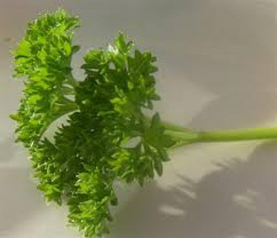 Qualtivate NDIR-121 Curled Parsley Seed Seed(500 per packet)