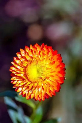 MAA Helichrysum Seed(55 per packet)