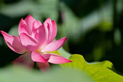 amkdseeds lotus,kamal gatta Seed(10 per packet)