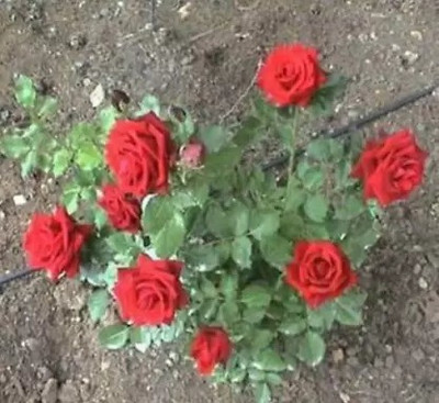 Aro Rose, Flower seeds Seed(70 per packet)