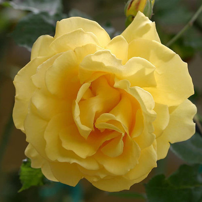 CYBEXIS GUA-49 - Yellow Climbing Rose - (100 Seeds) Seed(100 per packet)