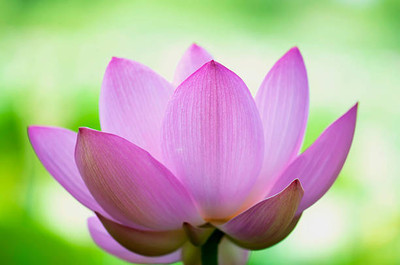 BMSSSLS lotus,kamal gatta Seed(10 per packet)