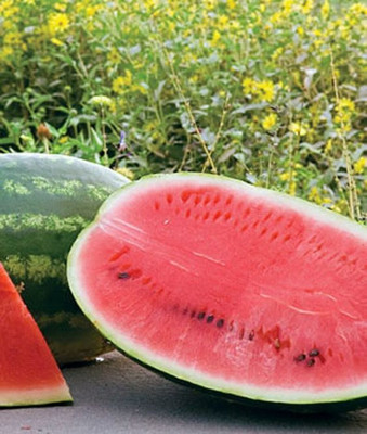 Farmonix Allsweet Watermelon Seed(50 per packet)