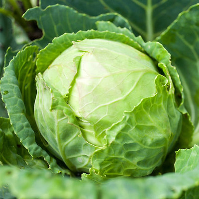 Greenfall Organic Cabbage Seeds (50 Seeds Pack) - Ideal for Home Gardening Seed(50 per packet)