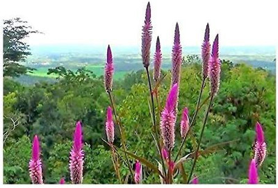 CYBEXIS PUAS-94 - Celosia Argentea VAR Spicata - (540 Seeds) Seed(540 per packet)