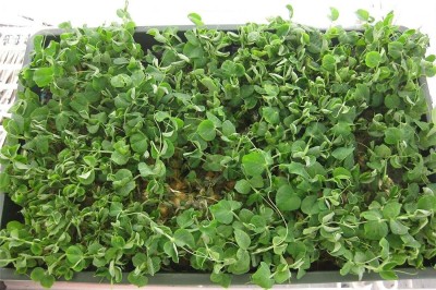 CYBEXIS Seeds of Salad Pea Shoots Sprouting Pea800 Seeds Seed(800 per packet)