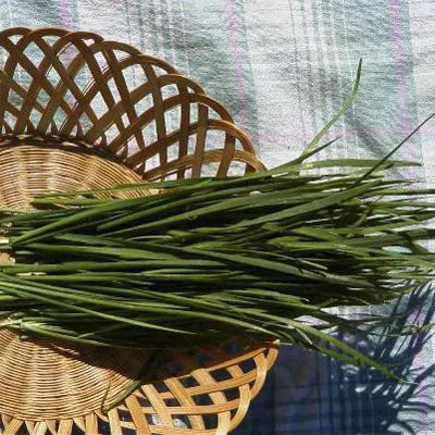 CYBEXIS LX-64 - Hybrid Chives - (2250 Seeds) Seed(2250 per packet)