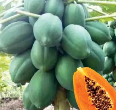 BDSresolve Red lady 786 papaya seeds original hybrid Seed(430 per packet)