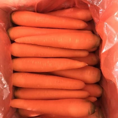 ZIFR विलायती गाजर Orange Carrot Seed(1000 per packet)