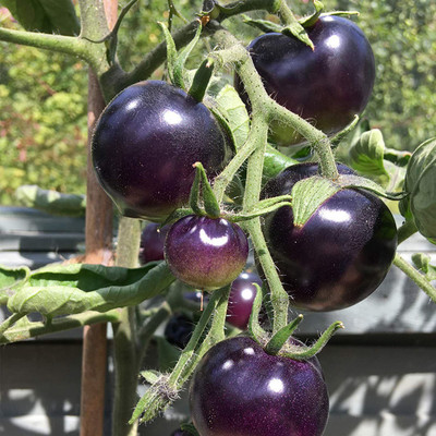 CYBEXIS Fast Germinating Purple Cherry Tomato Seeds2000 Seeds Seed(2000 per packet)