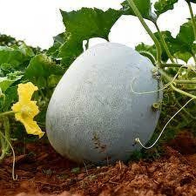Arshiayat Hybrid Ash Gourd Winter Melon White Pumpkin Seed(20 per packet)