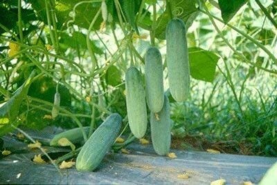 Lorvox Asian Cucumber, Thailand Cucumber, Vietnamese Cucumber Seed(475 per packet)