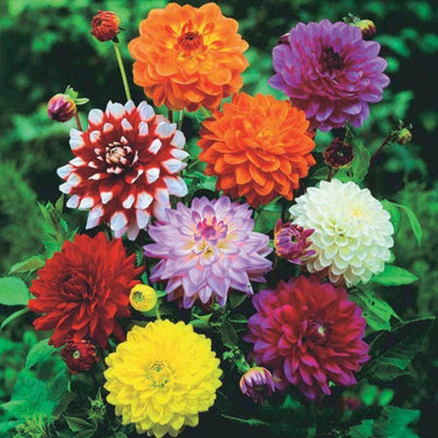 Jignishaseeds Garden Dahlia Flower Seeds Pack Of 25 Seeds Seed . Plus Box free Seed(20 per packet)