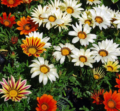 CYBEXIS Gazania Mix Seeds - Gazania rigens Seed(50 per packet)