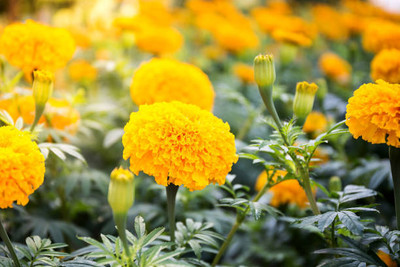 VERTEX AGENCIES marigold/gende ka phool flower seeds Seed(50 per packet)