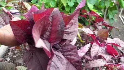 MAA Amaranthus Red, Tottakura Seed(60 per packet)